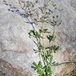 Potentilla virgata Hábito