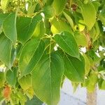 Cinnamomum camphora পাতা