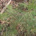 Pinus taeda Blad