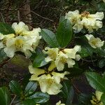 Rhododendron chrysodoron Цвят