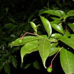 Nectandra umbrosa Fruit