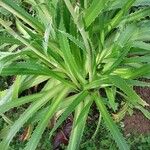 Eryngium agavifolium ഇല