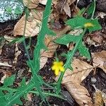 Lactuca muralis Leaf