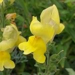 Antirrhinum latifolium Flor