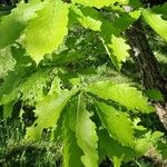 Quercus mongolica Blatt