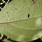 Miconia albertobrenesii 葉