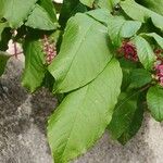 Phytolacca americana Ліст