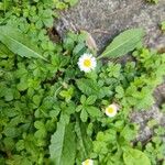 Bellis annuaফুল