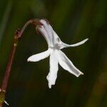 Lobelia dortmanna Flower