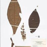 Miconia biglandulosa