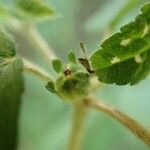 Croton hirtus Fruct