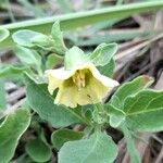 Physalis viscosa Blüte