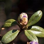 Rhododendron russatum Other