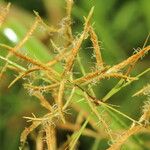 Cyperus tuberosus Meyve