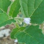 Solanum physalifolium 花