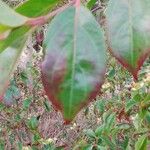 Cornus hongkongensis Leaf