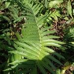 Thelypteris striata Feuille