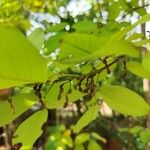 Dendrolobium umbellatum Fruit