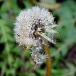 Taraxacum erythrospermum 果