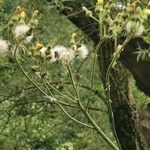 Sonchus palustris 花