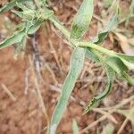 Tragopogon buphthalmoides Leaf