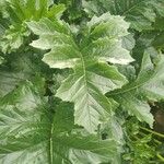 Acanthus spinosusপাতা