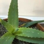 Aloe veraЛисток