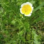 Limnanthes douglasii Φύλλο