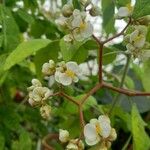 Citropsis daweana Flower