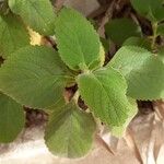 Plectranthus barbatus Levél