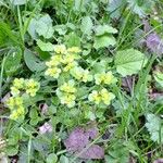 Chrysosplenium oppositifolium Blad