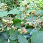 Rubus praticolor Outro