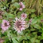 Monarda fistulosa Цвят