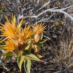 Chuquiraga avellanedaeFlower