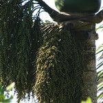 Roystonea borinquena Fruit