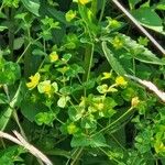 Euphorbia platyphyllos Flower