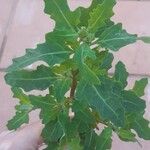 Oxybasis glauca Leaf