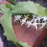 Cyrtorchis monteiroae Hábito