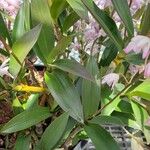 Dendrobium speciosum Leaf