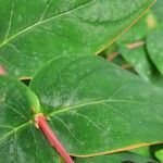 Hypericum × inodorum Blad