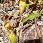Sarracenia minor Цвят