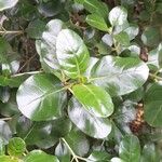 Coprosma repens List