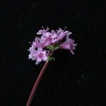 Nardostachys jatamansi Habit