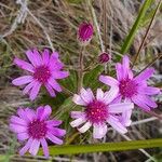 Senecio roseiflorus Flower
