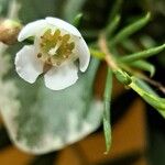 Chamelaucium uncinatum Flower