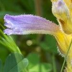 Orobanche nana Кветка