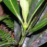 Psychotria belepensis Habit
