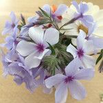 Phlox divaricataFlower