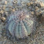 Echinocactus horizonthalonius ᱛᱟᱦᱮᱸ