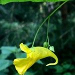 Impatiens noli-tangere പുഷ്പം